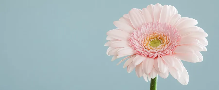 ELIZA, the story of a BOT !